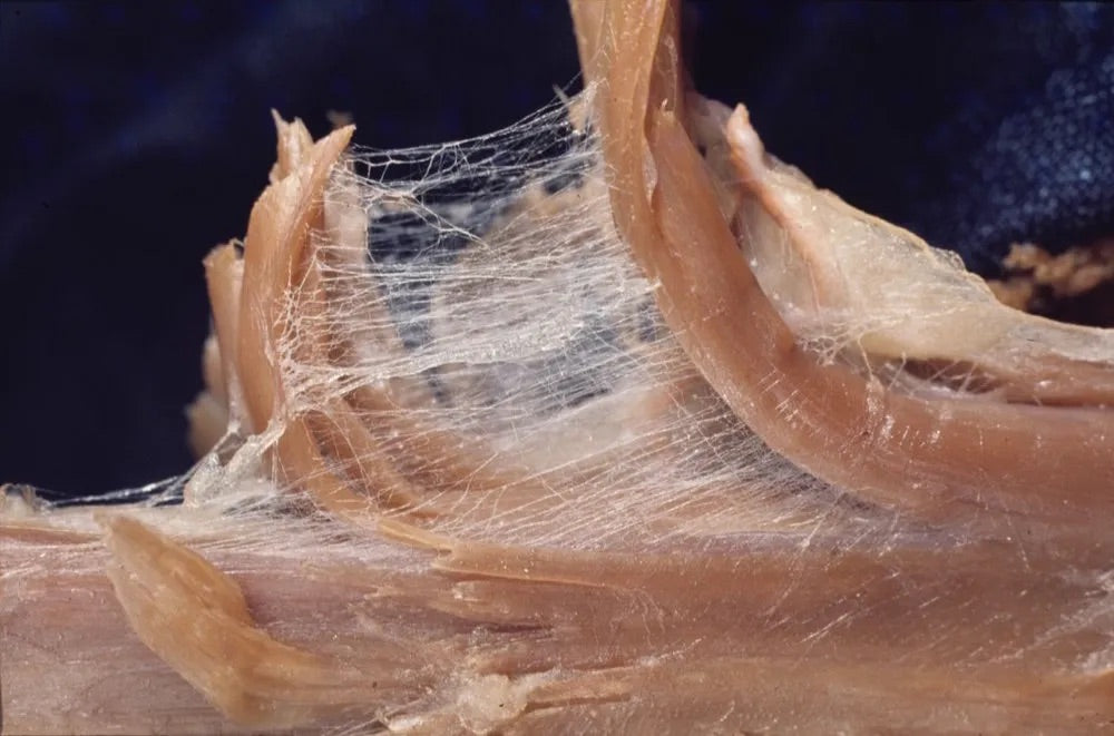 The Power of Heat Therapy on Fascia Tissue: Unlocking Mobility and Healing