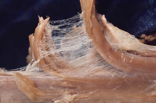 The Power of Heat Therapy on Fascia Tissue: Unlocking Mobility and Healing